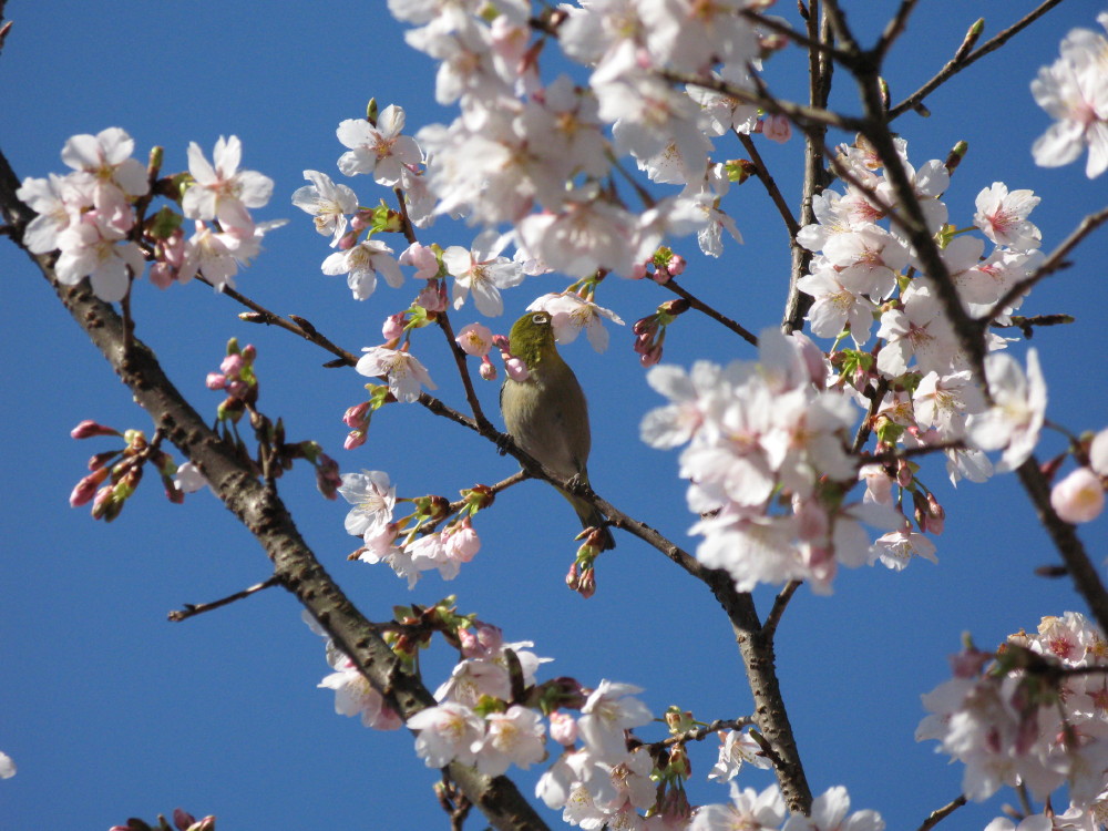 桜の花とメジロ_a0085679_19483458.jpg