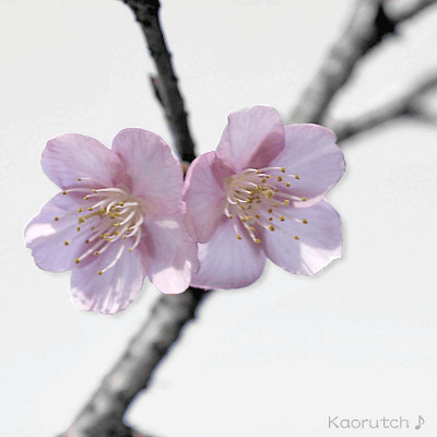 c0036880_147148.gif