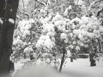 [主人のぼやき]　雪中行軍～白く塗れ！～後編_a0027111_21222011.jpg