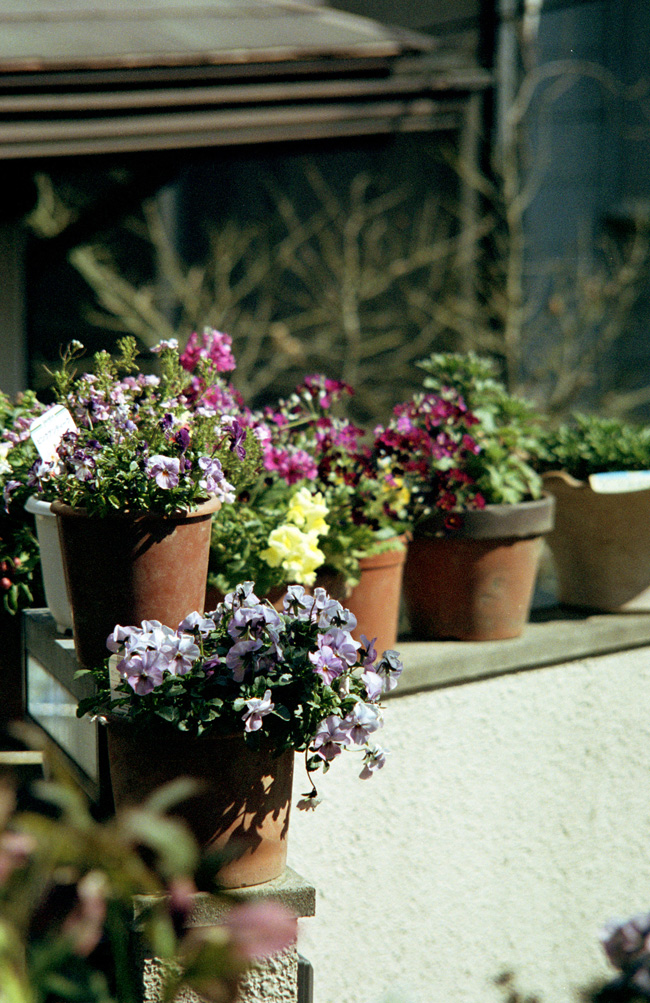 Tele-Ennalyt 135mm F3.5 : 閑居堂 ~ のんびり小父さんの独り言