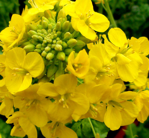 花尽くし_e0048413_2223506.jpg