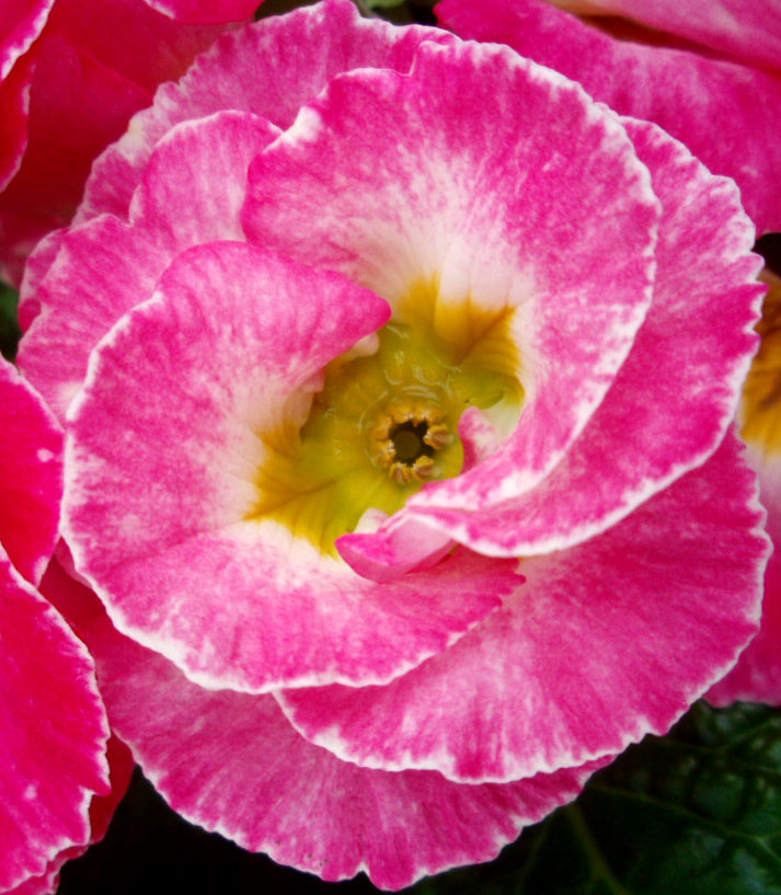 花尽くし_e0048413_22241436.jpg