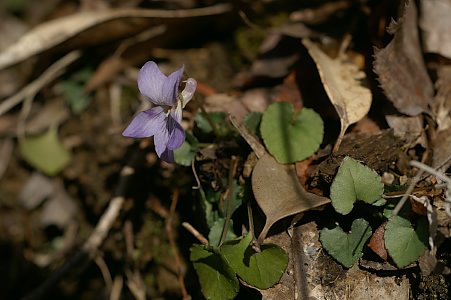 e0054067_02669.jpg