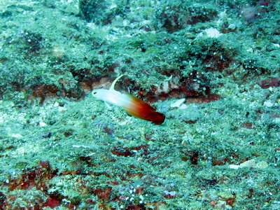 2007/02/22(木) - 2 Dive　No.397 - Christmas Point　[Similan]_a0002177_20335114.jpg