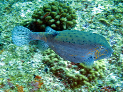 2007/02/22(木) - 2 Dive　No.397 - Christmas Point　[Similan]_a0002177_20381431.jpg