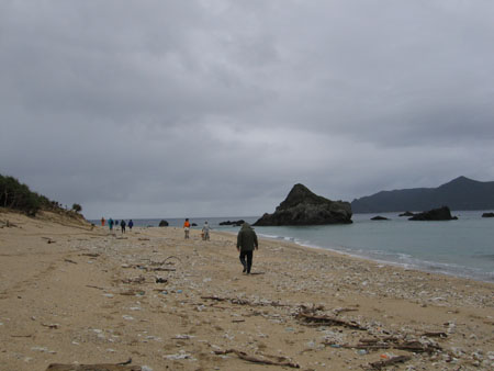 請島 先間(いけんま)のサキシマスオウ_e0028387_19414757.jpg