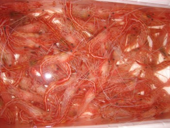 f0027396_173315.jpg