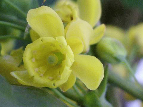 e0025300_17244261.gif