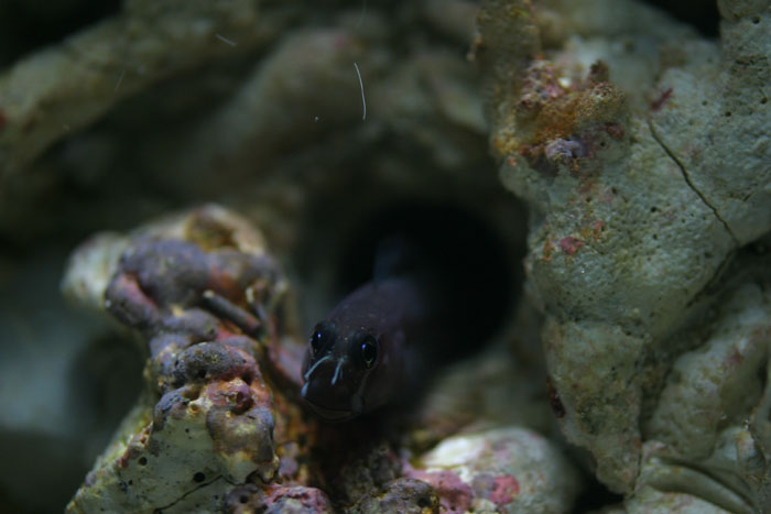 フタイロカエルウオ 水族館ふりーく