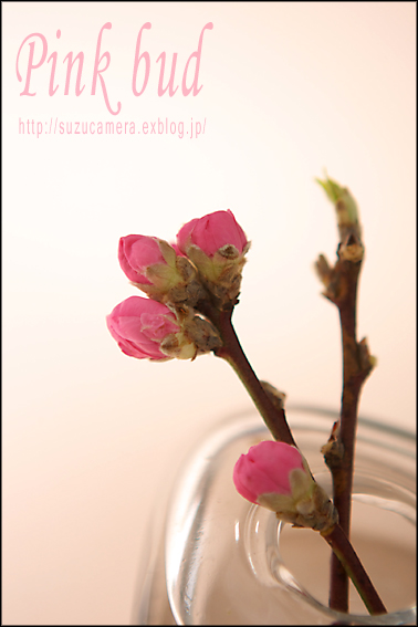 ピンクの蕾_f0100215_021142.jpg