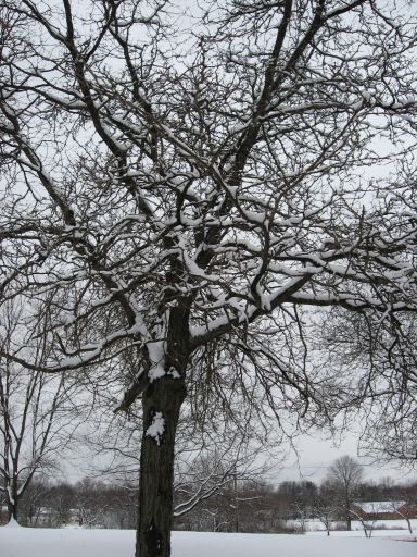 再び...雪。_e0101819_13264593.jpg