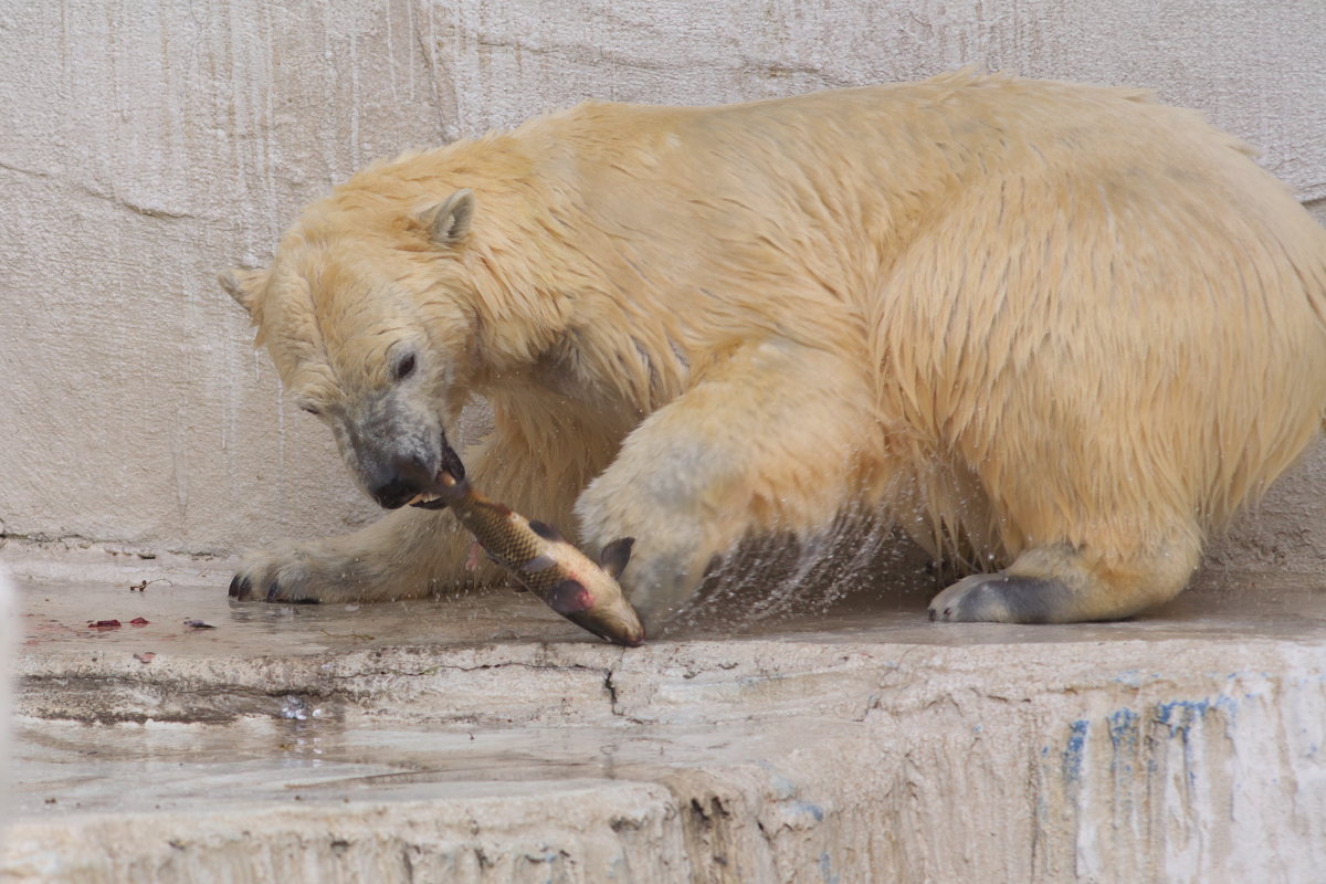 天王寺動物園１６２_c0088025_23282241.jpg