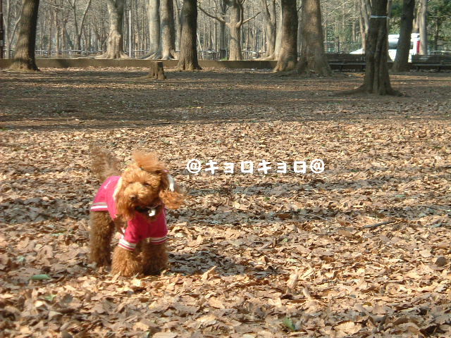 c0114128_98628.jpg
