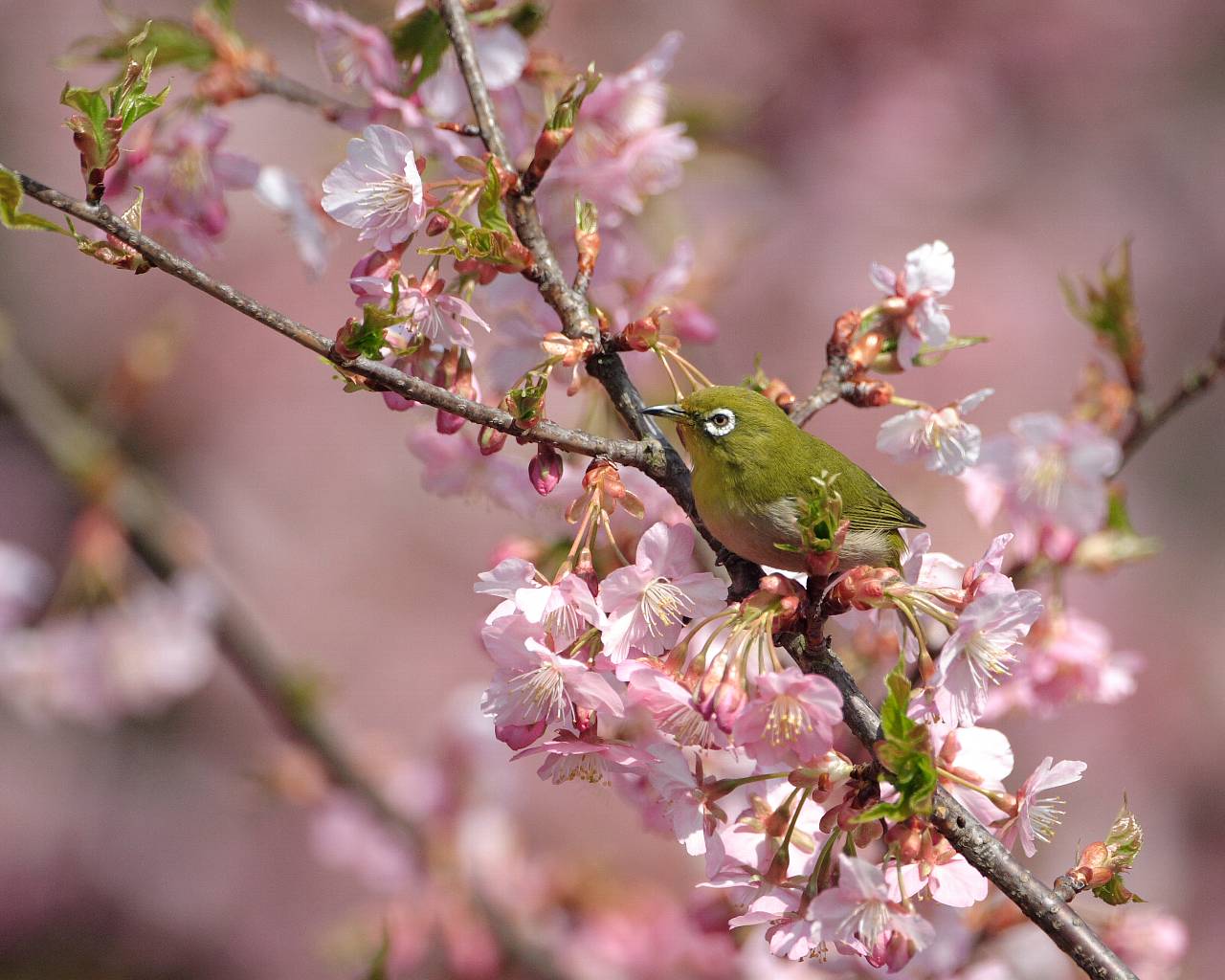 メジロと河津桜_f0105570_2274715.jpg