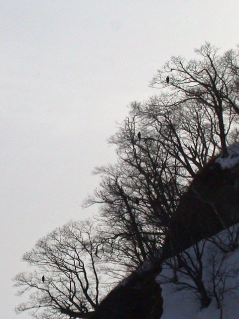 e0100772_224080.jpg