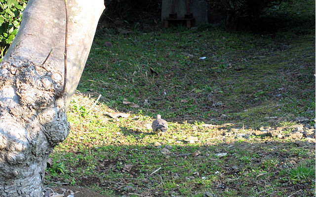 ■鳥がやってくる_f0015474_1542682.jpg