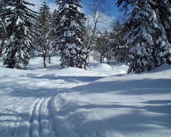 【東川】旭岳クロスカントリーコース_f0036874_11154499.jpg