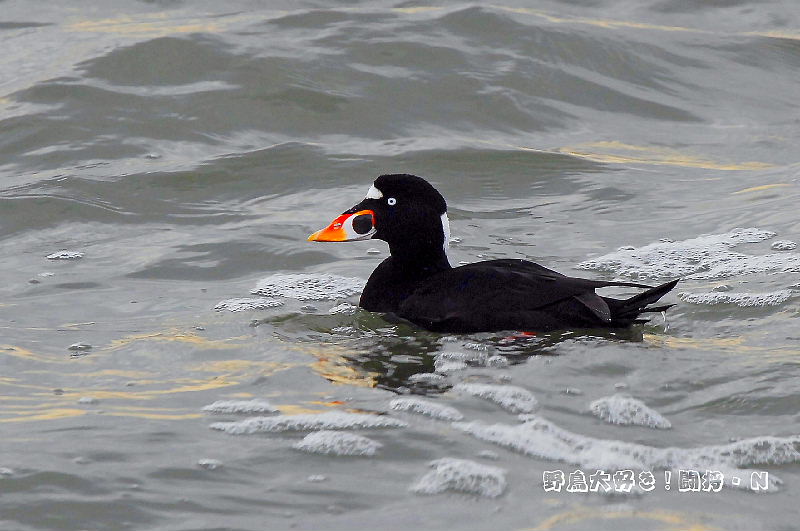 アラナミキンクロ 野鳥大好き 闘将 ｎ