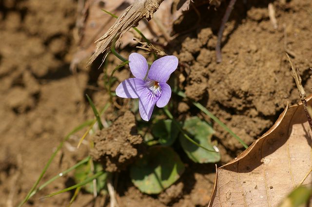 最初の花 ３　　07.2.28_e0070891_20534132.jpg