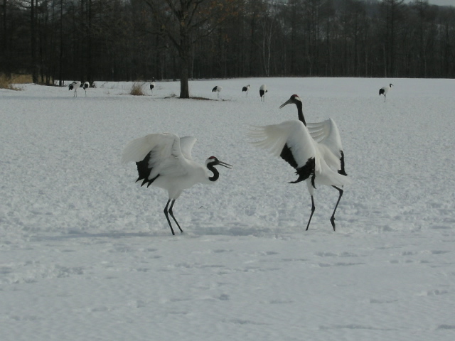 f0000593_0274998.jpg