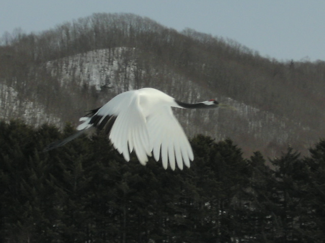 北海道珍道中④　丹頂鶴はやっぱり美しかった！！_f0000593_028271.jpg