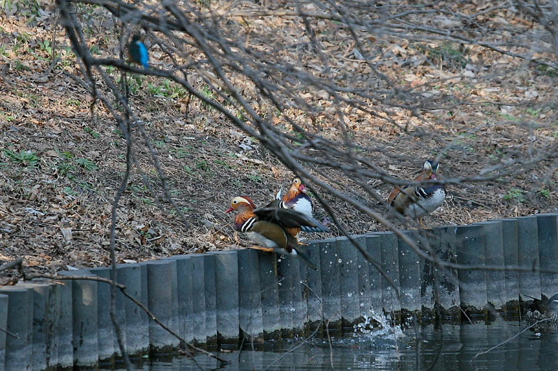 番外 オシドリ(その2) カワセミと_b0024798_63407.jpg
