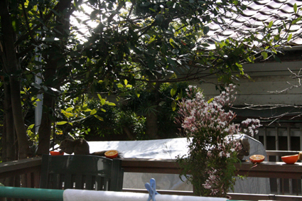 e0072606_2048487.jpg
