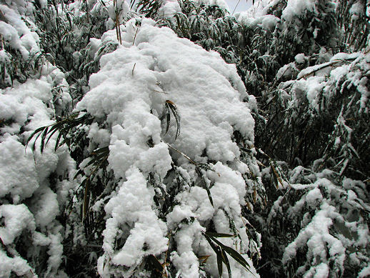 雪国の方には、笑われちゃいそうですが_d0032114_22553160.jpg