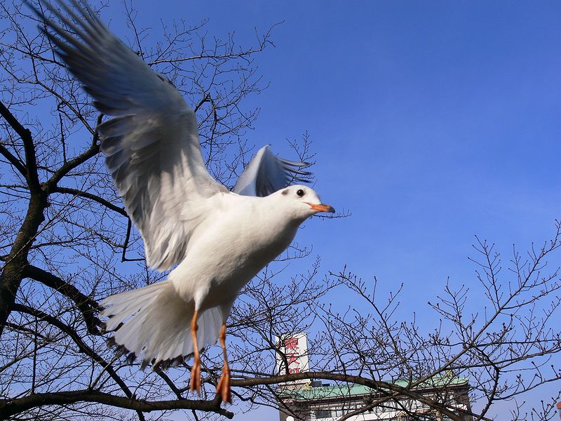 鳥との接近遭遇 ユリカモメに襲われる 翼って微妙だね 私のデジタル写真眼