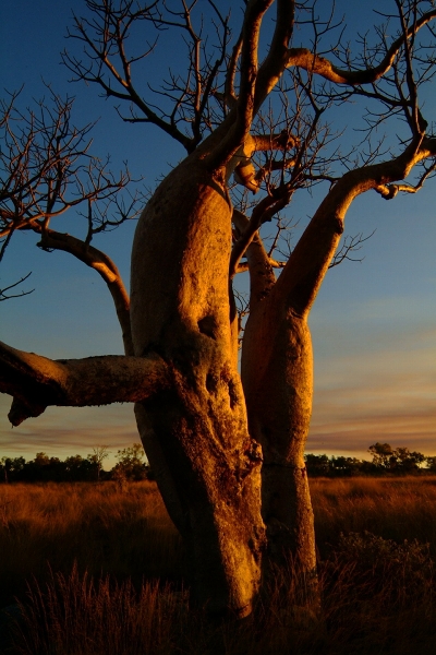 西オーストラリア撮りおろしバオバブの木その１_f0050534_16261572.jpg