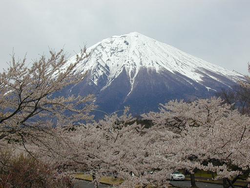 桜舞う富士　油彩完成_b0089338_34050.jpg