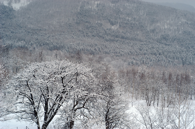 北海道の卒業式　外は雪か_f0054539_011524.jpg