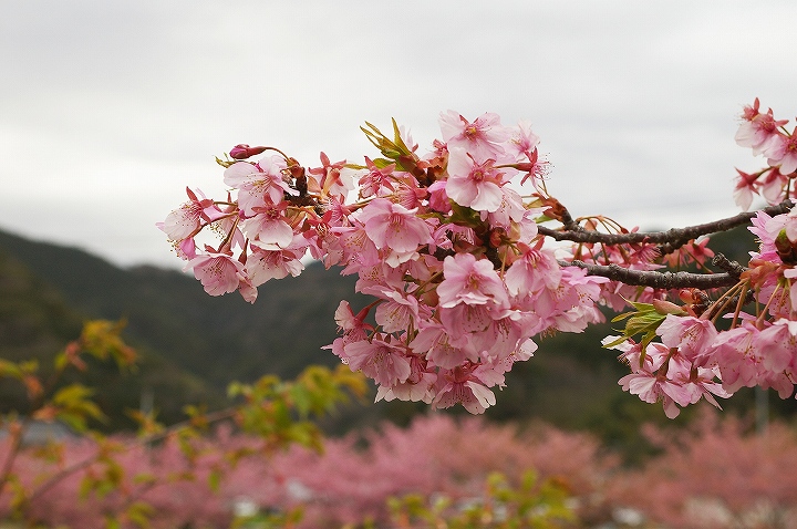 河津桜をもうすこし_e0000746_20543823.jpg