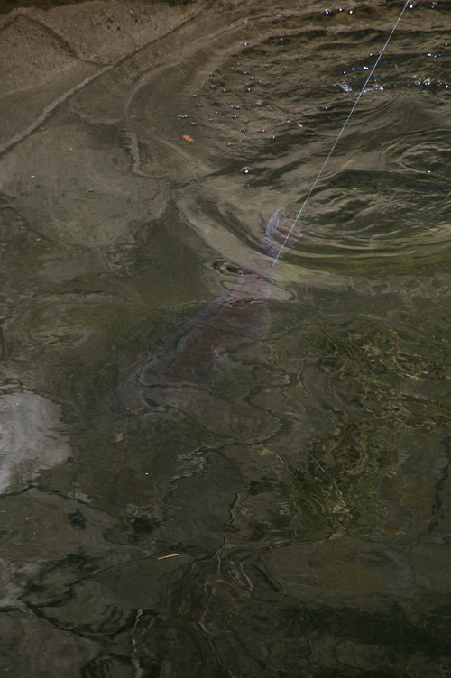 d0100156_20152193.jpg