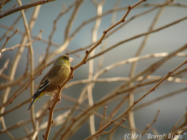 カワラヒワ　　Oriental  Greenfinch/ Carduelis  sinica_b0069564_0444581.jpg