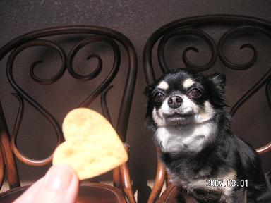 美味しいワンコクッキー_d0006467_22591645.jpg