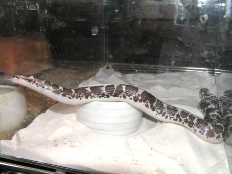 Boa&Python＋α_e0099576_18264753.jpg