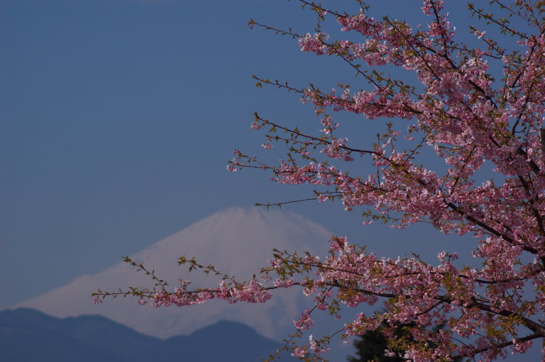 河津桜など_e0098283_10402383.jpg