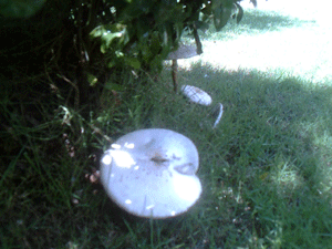 d0038319_15391068.gif
