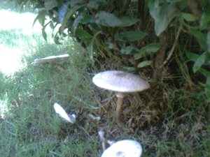 d0038319_1540147.gif