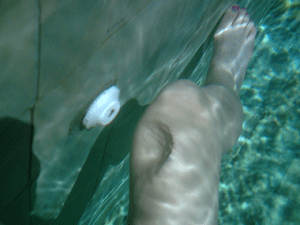 d0038319_15422320.gif