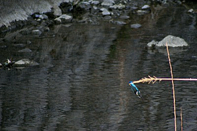 f0031423_21175421.gif