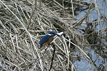 f0031423_211857100.gif