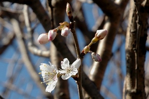 さくらんぼの花_a0017634_22533162.jpg