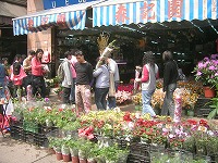 花街（Flower Market）_c0008439_1631266.jpg