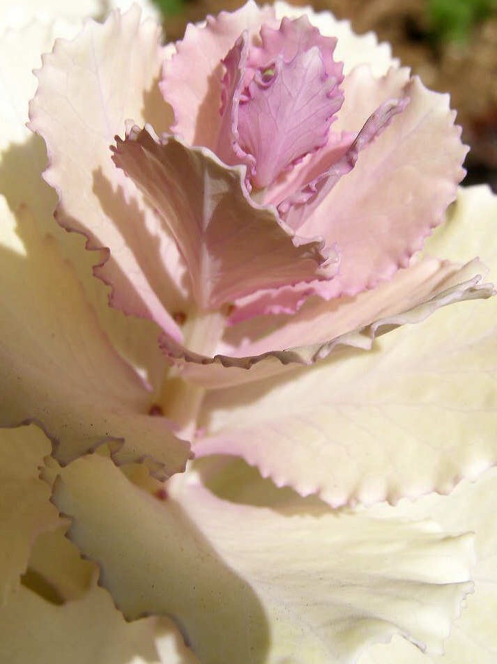 e0064158_14537.jpg
