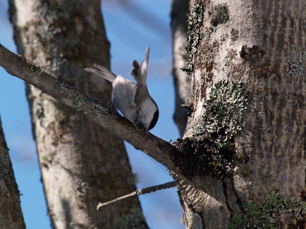 コガラ　森の樹液ドリンクバーにくる野鳥は_e0039759_19234749.jpg