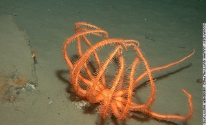 ★温暖化で南極の氷が溶解、未知の生物を多数発見!(゚ロ゚;)_a0028694_3333296.jpg