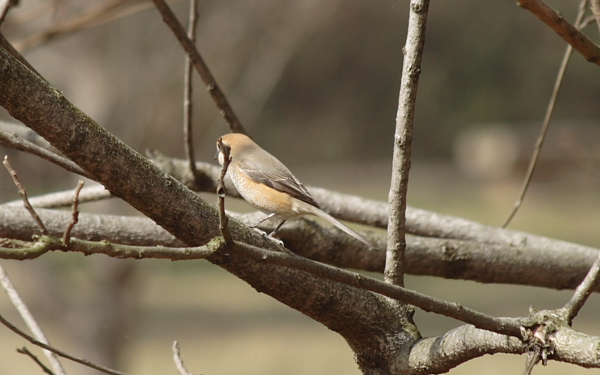 ２００７年３月２日　狭山丘陵便り　鳥シリーズ_c0048196_1523076.jpg