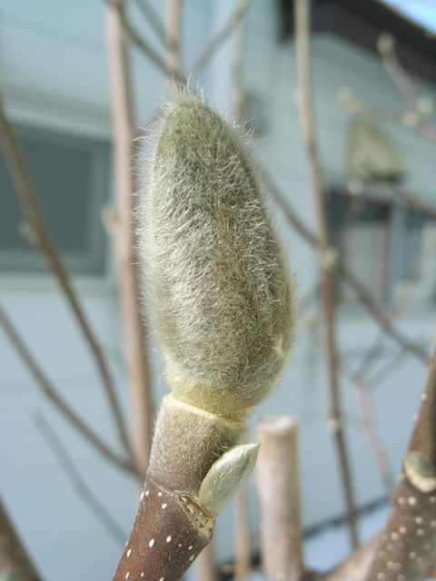 春の足音_c0025115_17345495.jpg